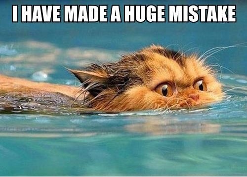 Swimming Cat